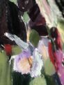 Feoktistova Asya, The Splendour of Spring